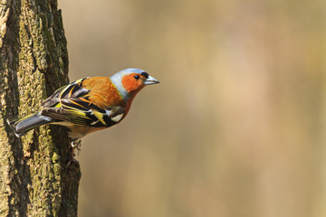 finch songbird sitting on a tree trunk