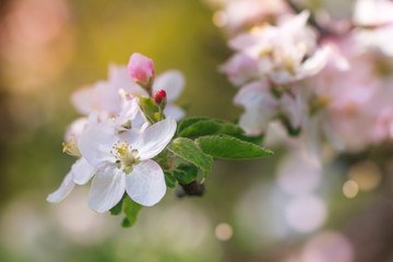 View of close-up flowers of the  apple blossoms in springtime. Selective focus and blurred background. 