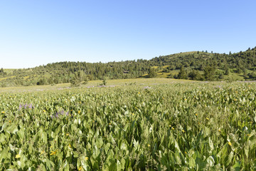Fototapeta na wymiar A Meadow of Wild Mule's Ears - Sunflowers
