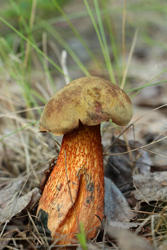 An edible mushroom Boletus versipellis  in the natural  environment. Close up. Focus on the mesh stem.
