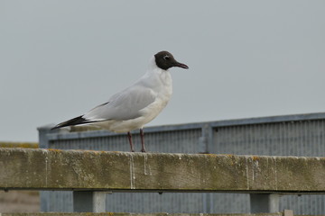 Gabbiano comune appoggiato ad una staccionata