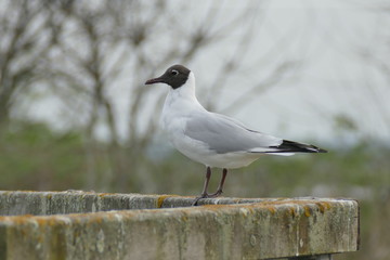 Gabbiano comune appoggiato ad una staccionata