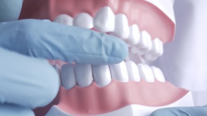 Dentist explaining and teaching using a dental model and tools. 