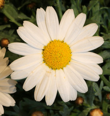 Fototapeta premium daisies with large petals blossomed in spring