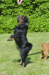 Naklejka na ściany i meble The dog of the Belgian griffon lying on the lawn on his hind legs