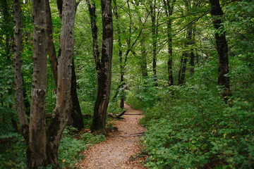 Path in the woods