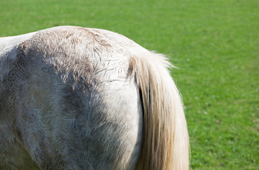 Naklejka na ściany i meble Rear end of a horse in a meadow