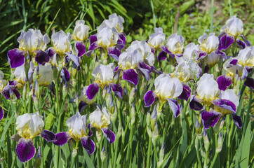 Many variegated irises on the flower bed