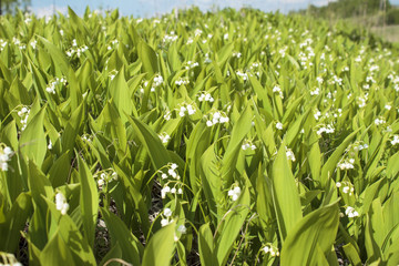 Fototapeta premium Lilies of the valley bloom on a hill