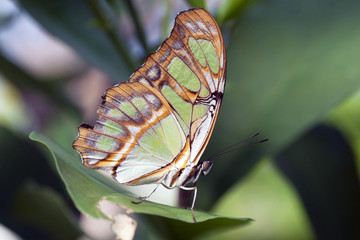 Fototapeta na wymiar Green and white tropical butterflySiproeta stelenes - Photo taken with a macrolens.