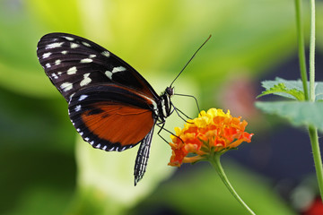 Fototapeta na wymiar Beautiful tropical butterfly Heliconius hecale..