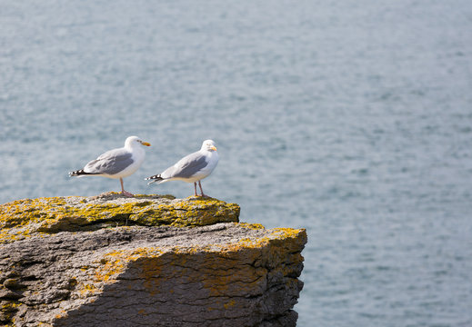 Two seagulls perched on a rock