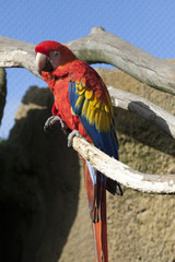Colorful parrots ara