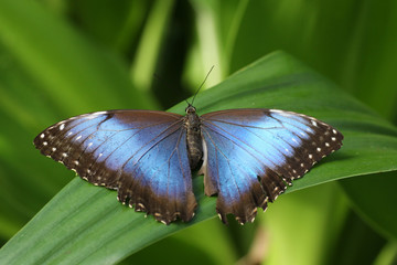 Big blue Morpho butterfly menelaus