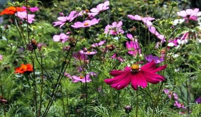 Everyday life on a perfect day