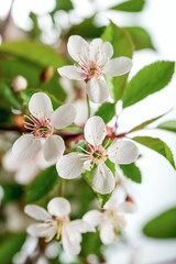 Big apple tree flowers