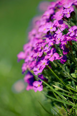 Fototapeta premium Blühendes Blaukissen Aubrieta
