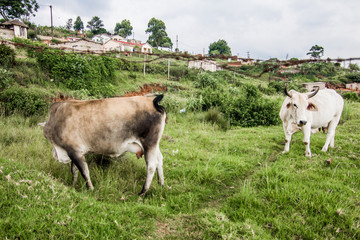 Fototapeta premium South African township cows / cattle