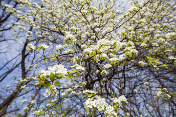 Spring flower tree blooming