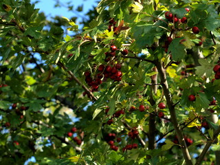 Hagebutten im Baum....