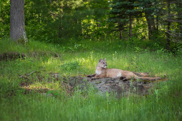 Obraz na płótnie Canvas Adult Female Cougar (Puma concolor) Lies On Rock Intent to Right