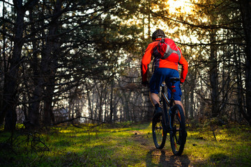 Fototapeta na wymiar Cyclist Riding the Bike on the Trail in Beautiful Fairy Pine Forest. Adventure and Travel Concept.