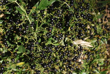 fruits