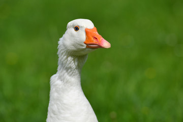 Gans