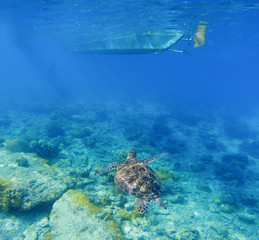Sea turtle under boat. Wild turtle swims underwater in blue tropical sea.
