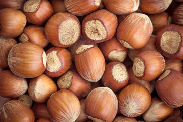 Hazelnut, closeup shot