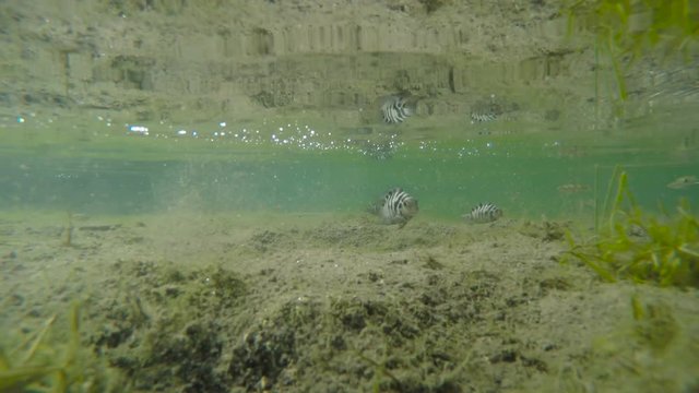 View Underwater of Tropical Fish in Spring