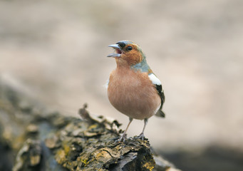 funny spring bird  in the Park on a tree and sings