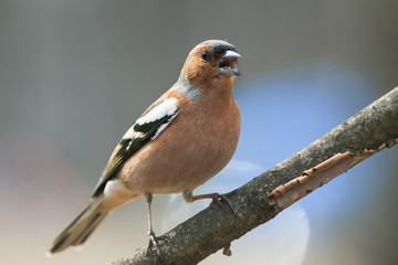 cute spring bird Chaffinch in the Park on a branch and leaping singing