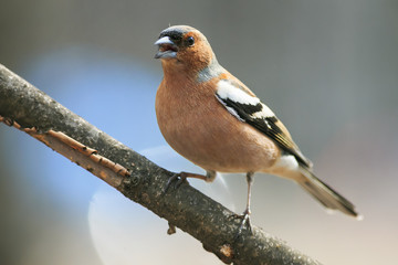  spring bird Chaffinch in the Park on a branch and leaping singing