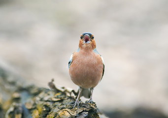 funny spring bird Chaffinch in the Park on a tree and sings