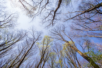 Fototapeta premium Forest tree branches blue sky