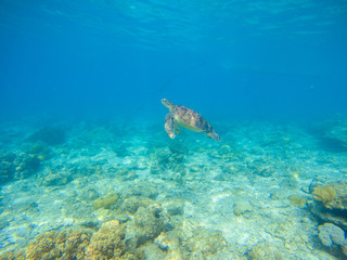 Sea turtle by sea bottom. Wild turtle swims underwater in blue tropical sea.