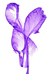 Abstract image of iris flowers on white background
