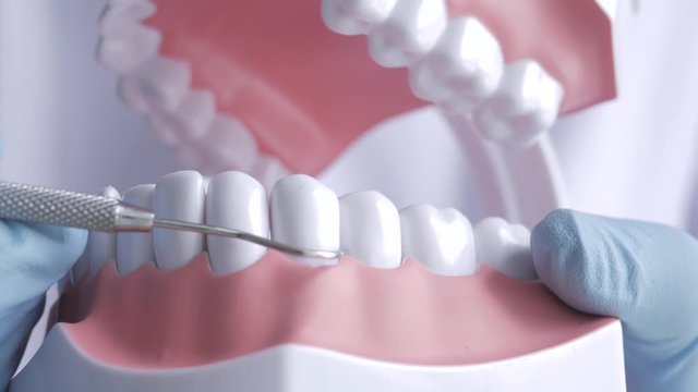Dentist explaining and teaching using a dental model and tools. 