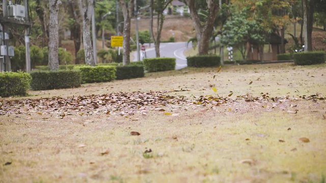 Cleaning Autumn leaves in autumn park by blower machine