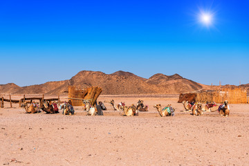 Fototapeta na wymiar caravan of camels