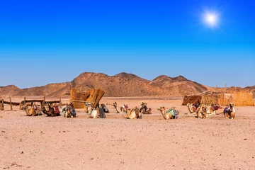 Papier Peint photo autocollant Chameau caravane de chameaux