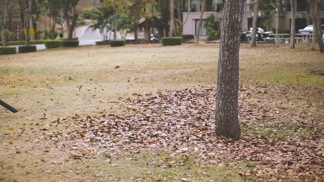 Cleaning Autumn leaves in autumn park by blower machine