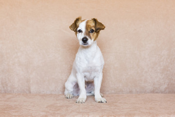 cute young dog over brown background wearing. Love for animals concept