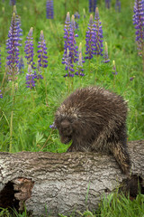 Porcupine (Erethizon dorsatum) Paw Up on Log