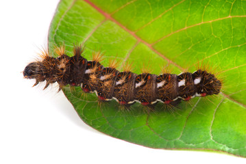 Caterpillar on leaf