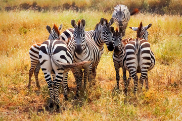 Group of zebras in african savannah. National park Serengeti. Tanzania.