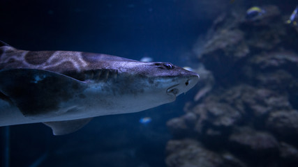 Naklejka premium Shark Portrait