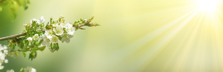 Kirschblüten im Frühling