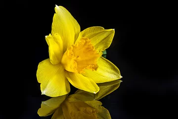  Yellow daffodil isolated on the black © ilietus